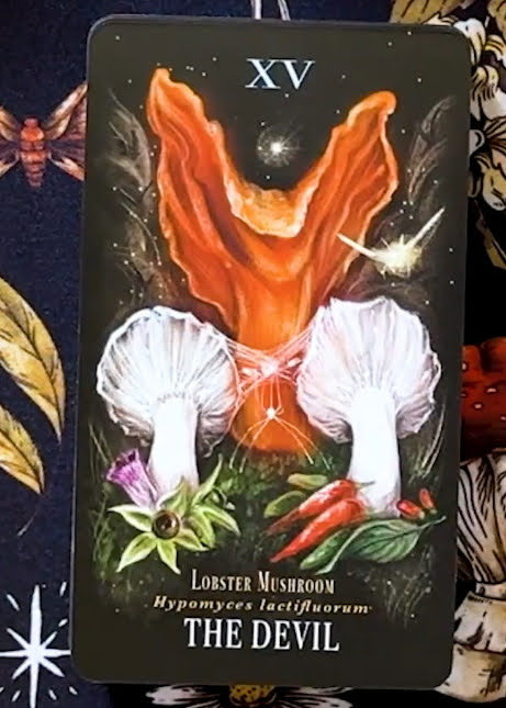 Midnight Magic: A Tarot Deck of Mushrooms
